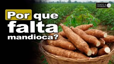 Mandioca tem oferta ainda baixa, informa Fábio Isaías Felipe, do CEPEA