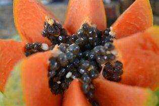 MAMÃO/CEPEA: Após semanas em queda, preços voltam a subir