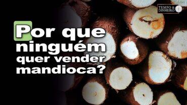 Mandioca: baixo interesse dos produtores na comercialização, informa Fábio Isaías Felipe, do CEPEA