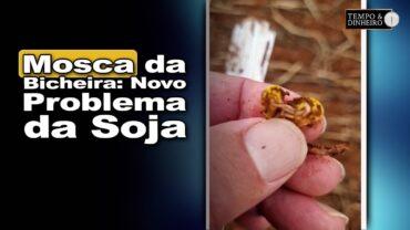 Mosca da bicheira ataca áreas de soja nas áreas frias do Sul