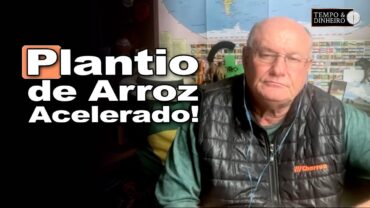 Arroz corre contra o tempo: veja como o plantio está acelerando