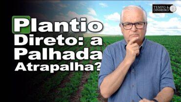 Mesmo com o uso constante do plantio direto, João Batista levanta “defeitos” na palhada