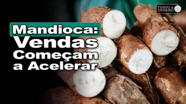 Mandioca tem mercado com melhora no escoamento, informa Fábio Isaías Felipe, do CEPEA