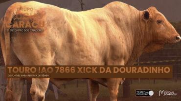 Touro IAO 7866 Xick da Douradinho disponível para reserva de Sêmen – 3º Encontro dos Criadores – Grupo Mocho Caracu