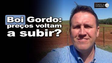 Boi Gordo: segunda quinzena de outubro tem reação de preços e expectativa de novos ajustes