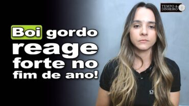 Boi gordo animado para festas de fim de ano, informa Isabella Camargo