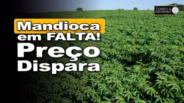 Mandioca: mercado segue com baixa oferta e preços firmes, informa Fábio Isaías Felipe, do CEPEA