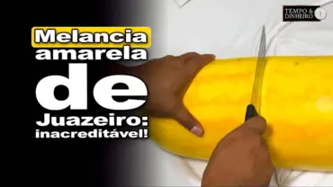 Cortamos a primeira melancia amarela de Juazeiro