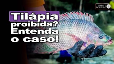 Tilápia considerada espécie invasora? Brasil importa toneladas do Vietnã? Deputada Any Ortiz explica