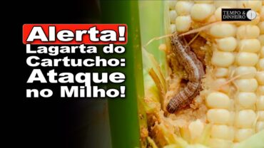 Lagarta do cartucho come o milharal do Brasil sem a proteção do refúgio