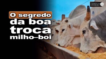 Milho x boi gordo: como garantir uma boa relação de troca? Veja a dica do Robson Polotto