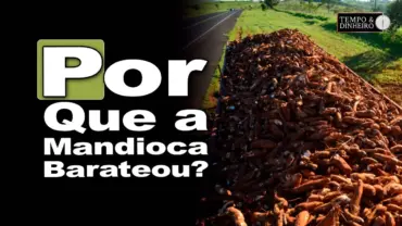 Mandioca: clima ajuda na lenta retomada da colheita e preços recuam, informa Fabio Isaías Felipe