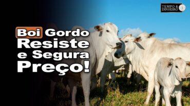 Boi gordo começa semana com preços firmes, informa Gustavo Duprat, da Scot Consultoria