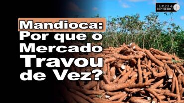 Mandioca: mercado segue sem grandes alterações para raiz e derivados, informa Fábio Isaías Felipe
