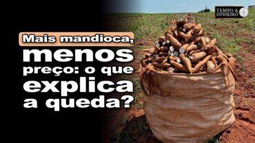 Mandioca sobe na oferta, mas despenca no preço: por quê?