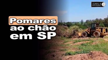 Citricultura em crise! Sem preços produtores de SP destroem pomares e podem migrar para cana