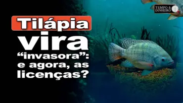 Tilápia declarada espécie invasora. E como ficarão as novas licenças ambientais para criação?