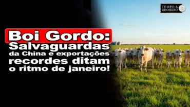 Boi Gordo: Salvaguardas da China e exportações recordes ditam o ritmo de janeiro!