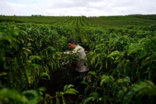 USDA projeta safra recorde de café e aumento de 30% nas exportações