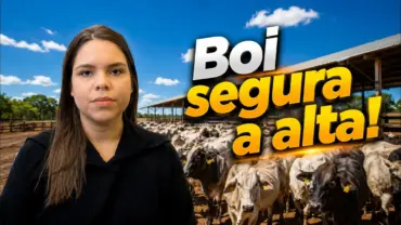 Oferta restrita mantém pressão e arroba continua próxima dos R$ 360