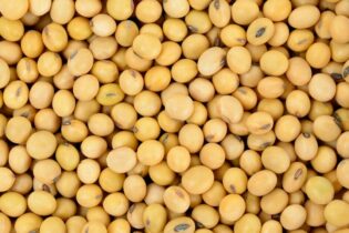 Soja cai quase 30 pontos em Chicago e perde US$ 11,30 por bushel
