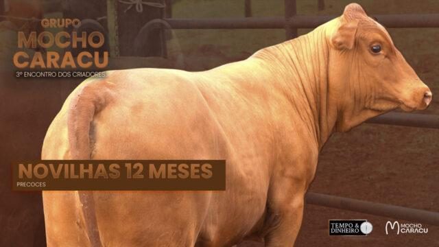 7 - Novilhas 12 meses precoces