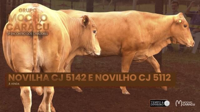 Novilha CJ 5142 e novilho CJ 5112