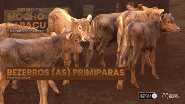bezerros lote primiparas paridas