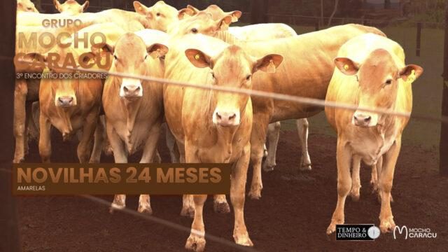novilhas 24 meses - amarela