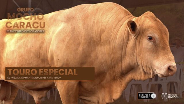 touro especial