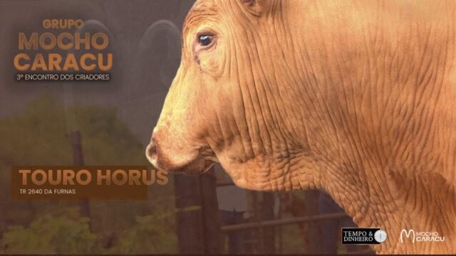 touro horus