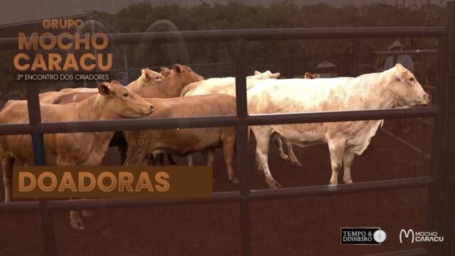 Confira o lote das Doadoras da Fazenda Diamante